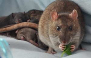 Rat diet when breeding
