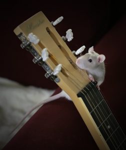enrichment for rats
