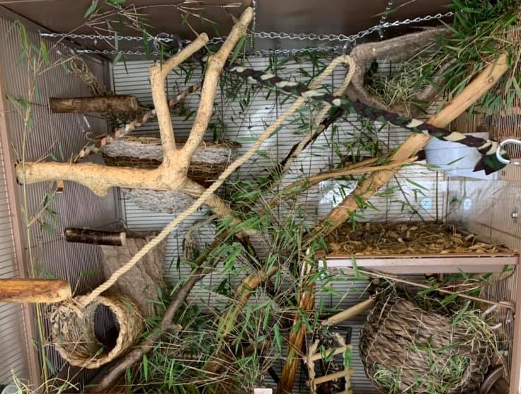 A large rat cage with ropes, tubes, branches, bamboo that looks very natural.